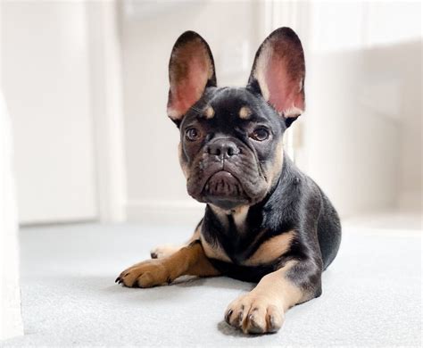  Known for their distinctive bat-like ears and playful nature, French Bulldogs have become one of the most popula