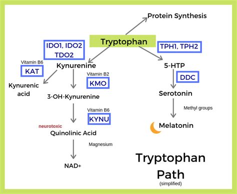  L-tryptophan initiates the production of niacin, a compound used to produce serotonin