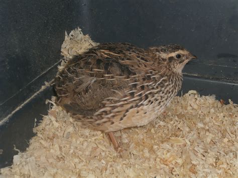 LaGrange, GA female coturnix quail