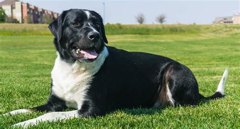  Labernese Health Considerations As with any dog, purebred or mutt, genetic make-up and environment will play a huge part in the health of your Bernese mountain dog and lab mix