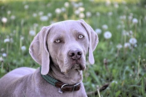  Labmaraner The Weimaraner is a beautiful dog, and an intelligent one too