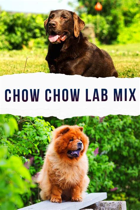  Labra-Chow Description The Chabrador is not a purebred dog