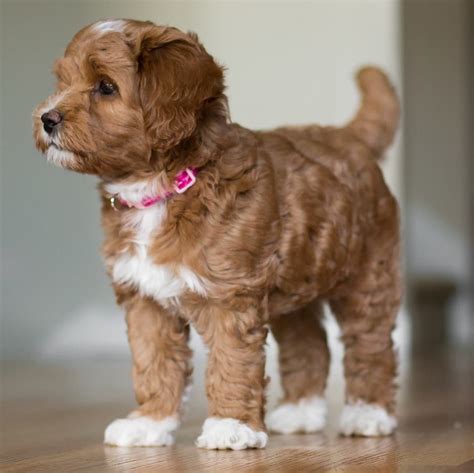  Labradoodles have a wonderful love of life, they are playful, loving, loyal, highly intelligent and trainable, and have the intuitive nature that Doodles are know for
