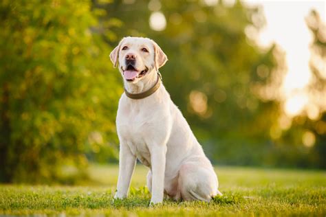  Labrador Retriever Care The lovable Lab needs to be around their family, and is definitely not a backyard dog