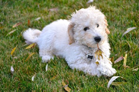  Labrador Retrievers and Poodles are both friendly, gentle, intelligent, and affectionate dog breeds