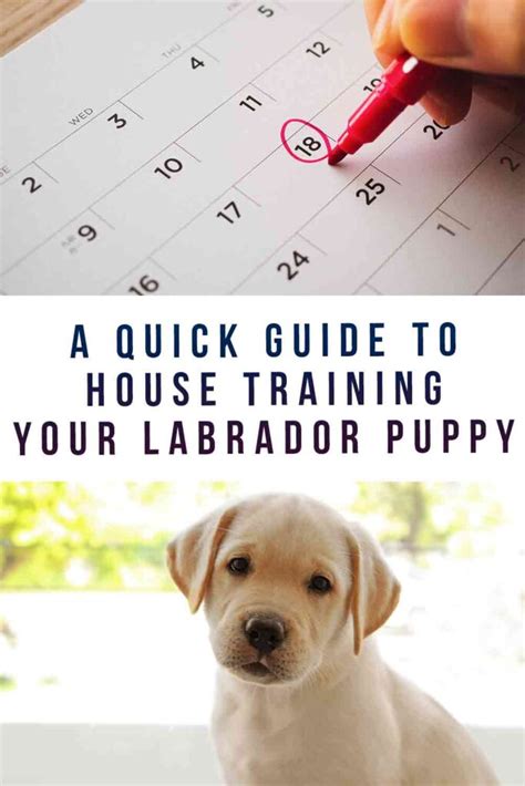  Labrador house training routines