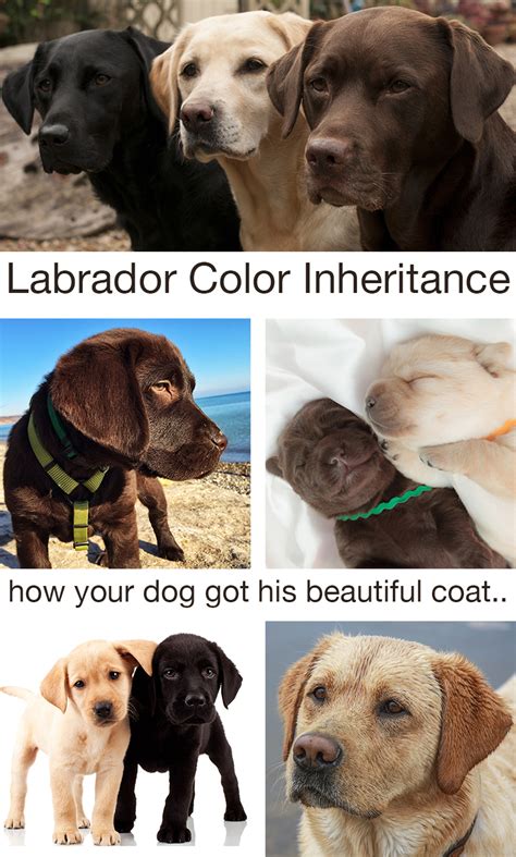  Labradors: Coloration There tends to be a lot of confusion over the coloration of Labradors and Golden Retrievers
