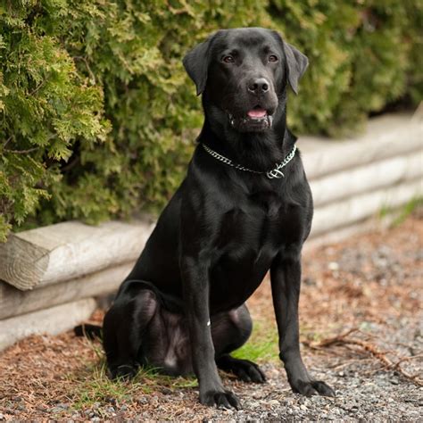  Labradors are full-sized dogs with a strong body structure
