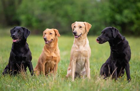  Labradors are known to be kind and affectionate to its family, which makes them good companion dogs for children