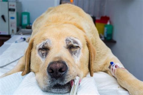  Labradors are more prone to Entropion, a problem where the eyelids roll inwards and irritate the cornea