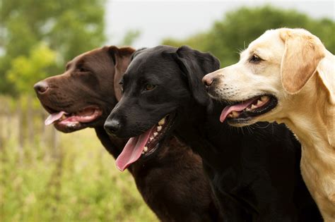 Labradors are very friendly, playful, social, and active breed