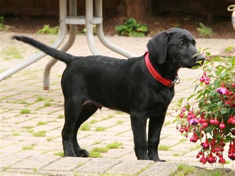  Labradors have a reputation for being active and friendly