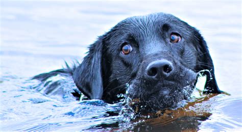  Labradors often enjoy water-based activities due to their natural love for swimming