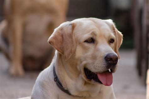  Labradors were originally bred as gun dogs in the s and used to accompany hunters and retrieve animals that had been shot