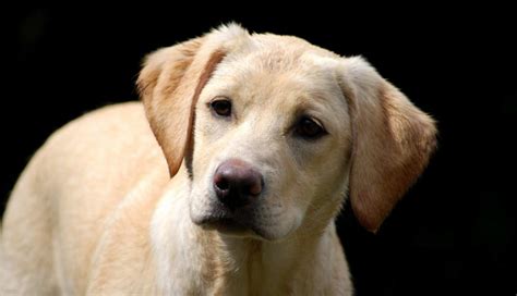  Labradors with orange hues to their coats are also classified by the American Kennel Club as a yellow Labrador