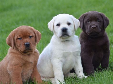  Labs also happen to be the most popular dog breed, which means there are more of them in the U