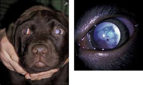  Labs and Pointers are also prone to the degenerative eye disorder, PRA