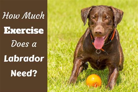  Lack of stimulation Dogs are meant to be well-exercised and active both physically and mentally