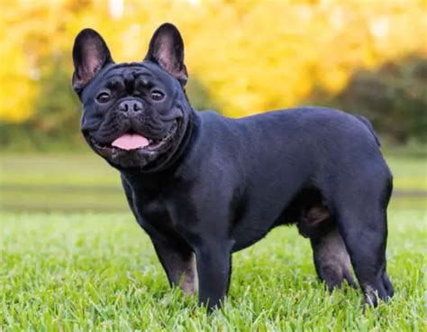  Lady Flatulence French Bulldogs are known for their gas-related antics, and this name brings some lightheartedness to that trait