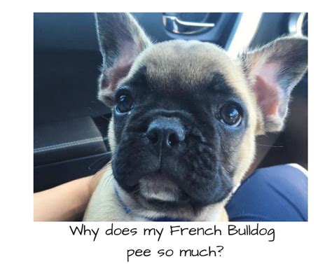  Large quantities may make your French Bulldog urinate often so give in moderation