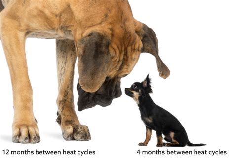  Larger dogs tend to have fewer estrus cycles than smaller breeds