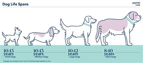 Larger dogs usually have a shorter life expectancy than smaller dogs, and we are not quite sure yet what is the main reason for this
