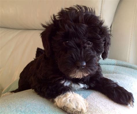  Las Vegas Schnoodles available 8 beautiful healthy puppies ready to be taken home
