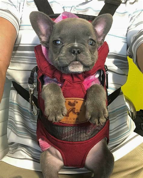  Lassie is now 19 wks old she is a female French bulldog, blue carrier