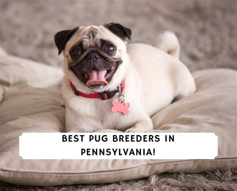  Last on the list of Pug breeders in Pennsylvania is Renwars Pugs
