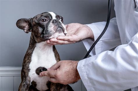  Lastly, make a habit of taking your miniature bulldog to the vet for checkups