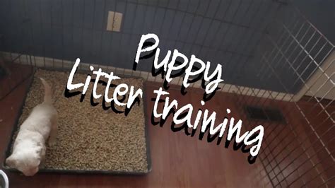  Lastly, we do our best to litter train our puppies while they are with us to help aid their new family with house training