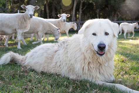  Later, breeding decisions were dependent on the best working farm-dogs, despite breed or background