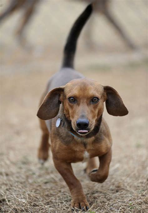  Later, when my first Dachshund Chester developed dementia, he was frequently confused and agitated