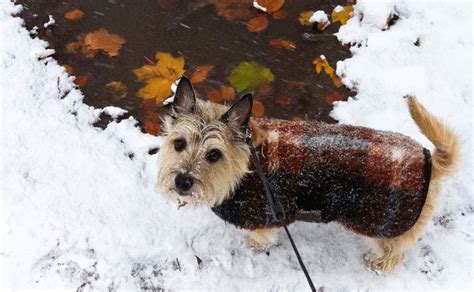  Latest Dog Articles How to dress your four-legged friend in winter? How to take care of your pet in cold days? It