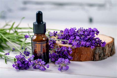  Lavender essential oil, for instance, is obtained from lavender flowers and is renowned for its calming attributes