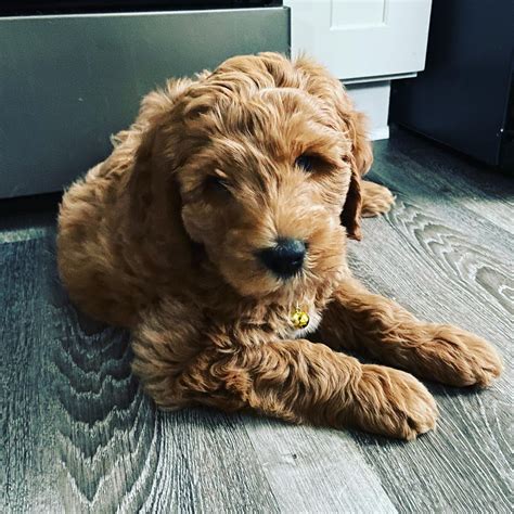  Lawrenceville, GA Goldendoodles are one of the most interesting breeds of dogs out there, often described as having the best of both worldsthe intelligence and task-oriented nature of a Poodle, and the charm and outgoing personality of a Golden Retriever
