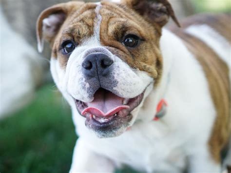  Learn About English Bulldogs Plan a visit If you like the peace of mind that comes with meeting your puppy in person before you take them home, schedule a visit with us