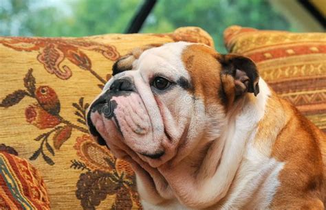  Learn About French Bulldogs English Bulldogs English Bulldogs are a medium-sized, stocky dog with adults weighing between 45 and 60 pounds