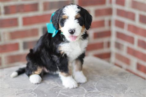  Learn More Anyone on the search for reputable Bernedoodle breeders in NY knows how difficult and time-consuming this task can be