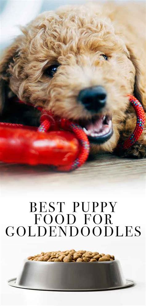  Learn More How do you choose the best Goldendoodle puppy food? What ingredients make up the best dog food for Goldendoodle puppies? What special needs do Goldendoodles have? As a new pup parent, you might already be overwhelmed with all the options available on the market
