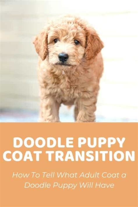  Learn More The transition from a puppy coat to an adult one can come as a bit of a shock to novice owners and newbie pet parents