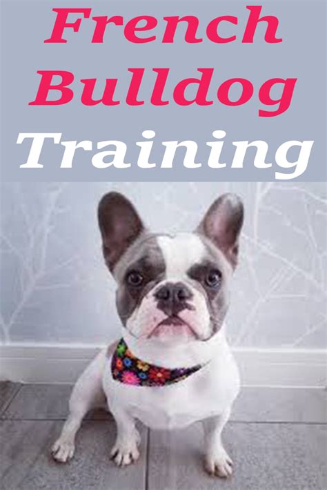  Learn more about socialization exercises for your bulldog puppy dog