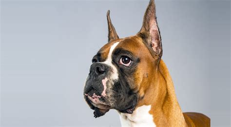  Learn more about the Boxer including personality, history, grooming, pictures, videos, and the AKC breed standard