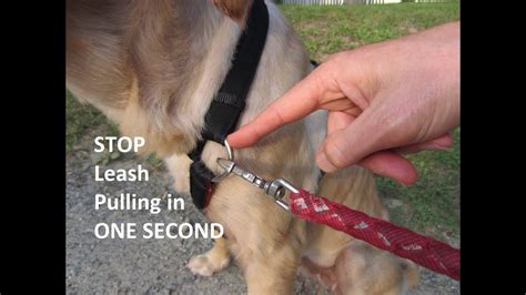  Leash Pulling When your puppy starts to pull the leash, immediately stop walking