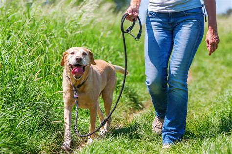  Leash training: All pups should be leash trained so that they can go on walks and hikes with their humans