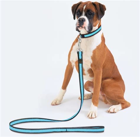  Leashes and Collars: Some of the first things you should get for your English Bulldog are leashes and collars