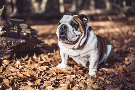  Leave your English Bulldog alone with the puppies — they naturally have no motherly instincts and could end up harming them