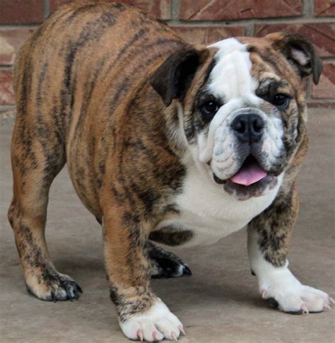  Less - The English Bulldog is a wide, medium-sized, compact dog with short legs