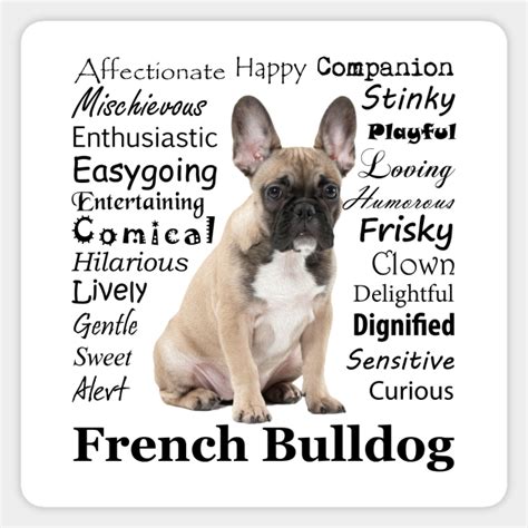  Less - The Frenchie shares many of the traits that made its bulldog ancestors so successful in the bull-baiting arena: low center of gravity, wide body, heavy bone, muscular build and large, square head