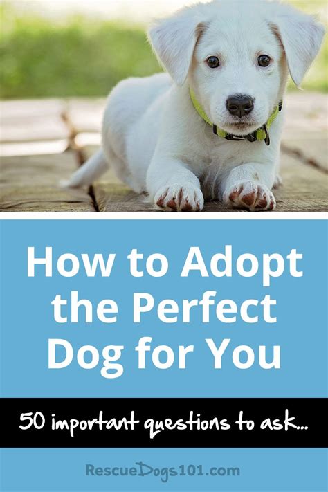  Let us help you find the perfect dog for you Please, fill in the below form